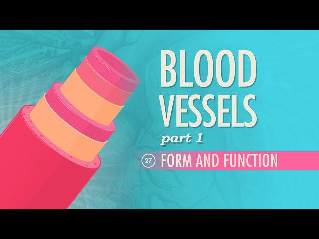 Blood Vessels, Part 1 - Form and Function: Crash Course Anatomy & Physiology #27