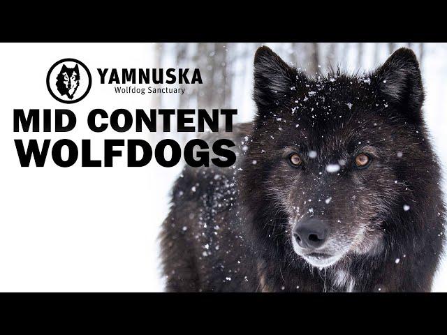 What is a Mid Content Wolfdog? Featuring Enzo at Yamnuska Wolfdog Sanctuary