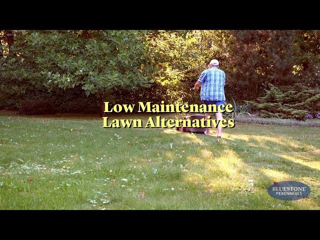 Low-Maintenance Lawn Alternatives