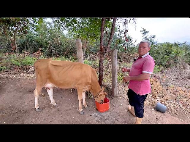 O PEQUENO PRODUTOR RURAL NO REINO DO EUCALIPTO - TURMALINA MG