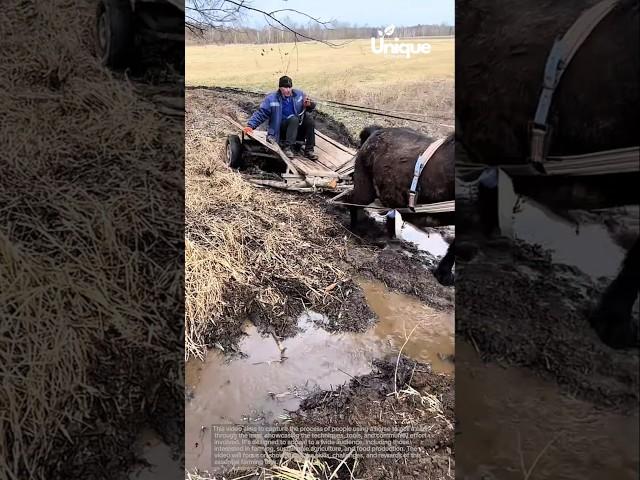 Horse pulling the cart through the mud: people using horse to pull cart through the mud