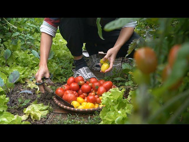 Look back at my garden over the course of 12 months - Vietnam Life in The Countryside Ep 84