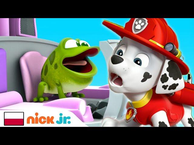 Psi Patrol | Niegrzeczna żaba Marshalla | Nick Jr.