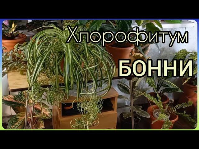 Самый любимый всеми цветокХлорофитум БонниПростое размножение за 11 днейКак выбрать деток