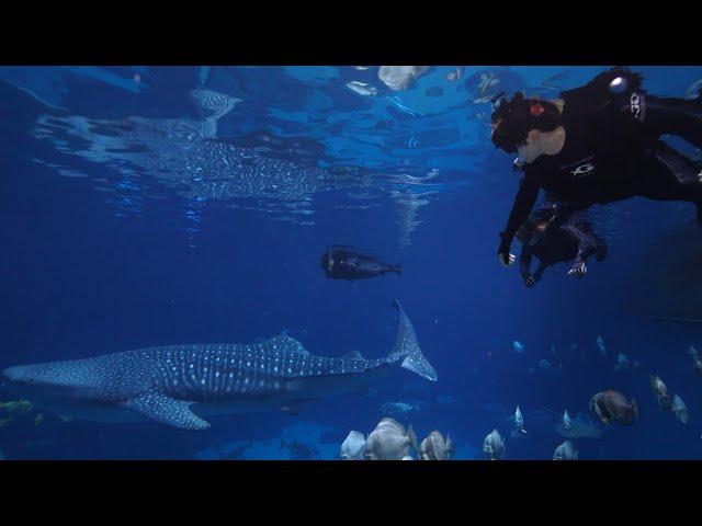 I swam with the world's largest fish at the Georgia aquarium!