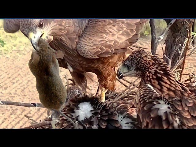 City Folk bring enormous rat to her babies | Eagle babies | Bird Plus Animals