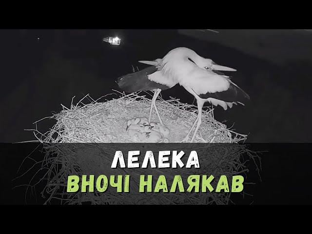 Налякав | Лелека Грицько