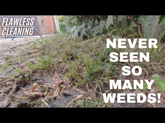 *INFESTED WITH WEEDS* - Satisfying Pressure Washing & Transformation!