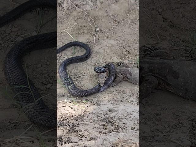 Black Cobra Snake and Monitor Lizard are bitting each other for their survival#snake#short#lizard