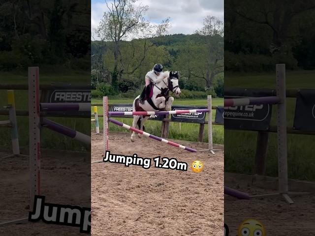 Oh yeah 1.20m on who #horse #equestrian #pony #horsegirl #horseriding #showjumping #jump