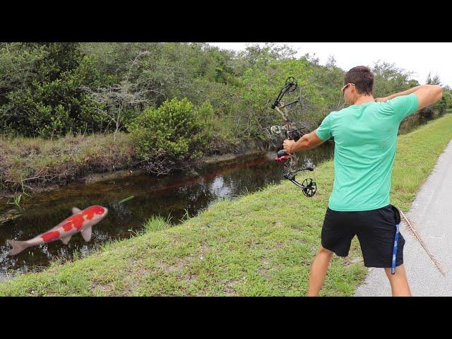 Bow Fishing Colorful Fish To Feed My Massive Pets!!