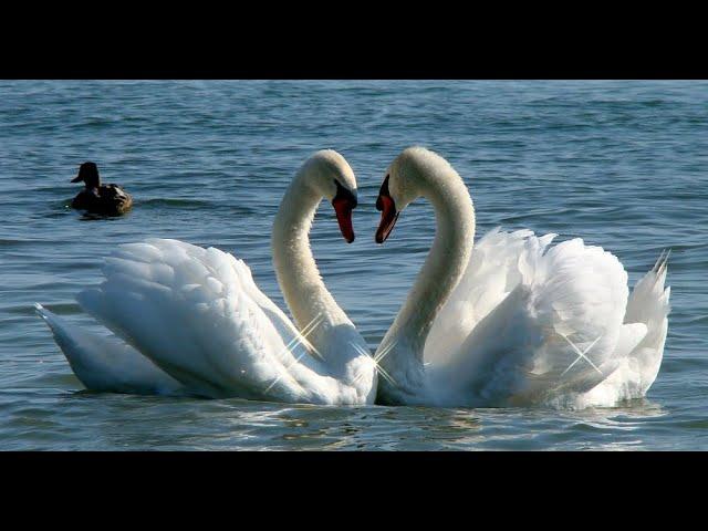 LE COEUR DES ANIMAUX - Michel Pépé