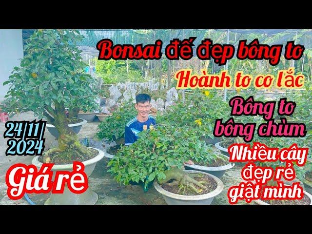 24/11/2024️0393843842 Kha bonsai đẹp rẻ đế đẹp chơi tết hoành lớn than lắc dang long