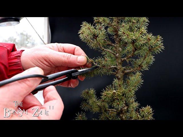 Pruning My Alberta Spruce, The Bonsai Zone, Dec 2024