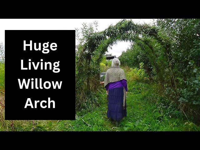 Step-by-step Guide To Building Your Own Enchanting Living Willow Structure!