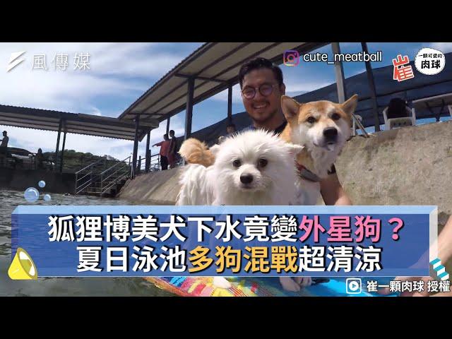 狐狸博美犬下水竟變外星狗？夏日泳池多狗混戰超清涼