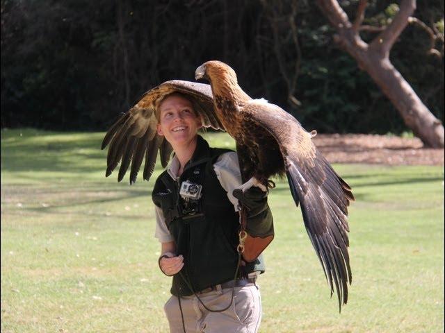 Wedge-tail Eagle Starts to Soar at Taronga Zoo