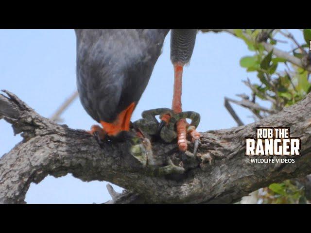 Watch This Goshawk Feeding | Lalashe Mara Ripoi Safari