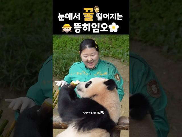 둥이들 보는 눈에서 꿀이 뚝뚝 떨어지는 오바오님