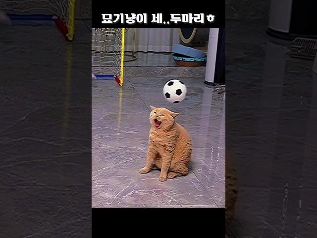 묘기냥이 세..아니 두마리?