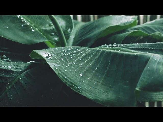 EARLY MORNING RAIN with Bird Sounds | Light Rain and Chirps for Nap Time, Studying and Relaxation