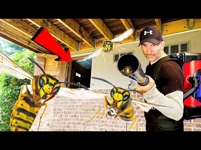 Massive Yellow Jacket Nest in Crawlspace!! Wasp Nest Removals!