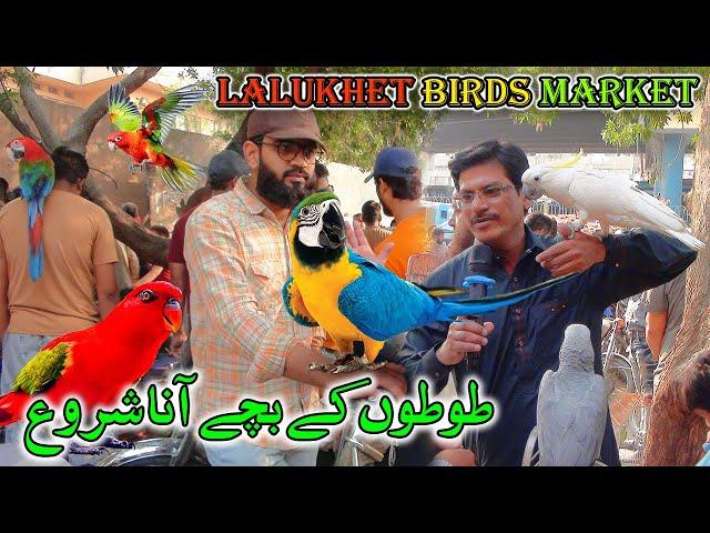 Lalukhet Exotic Parrots and Rare Birds Market Karachi 17-11-2024 Latest Update in Urdu | سوق الطيور