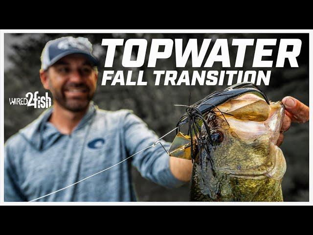 How to Catch Fall Transition Bass with Buzzbaits and Ploppers