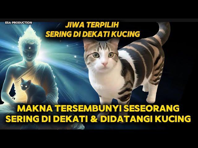 JIWA TERPILIH SERING DIDEKATI KUCING !! MAKNA TERSEMBUNYI SESEORANG SERING DIDEKATI & DATANGI KUCING