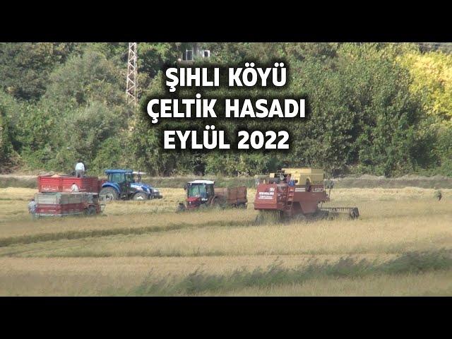 ŞIHLI KÖYÜ ÇELTİK HASADI - EYLÜL 2022