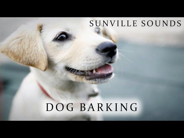 Dog Barking | Animal Sounds with Peter Baeten