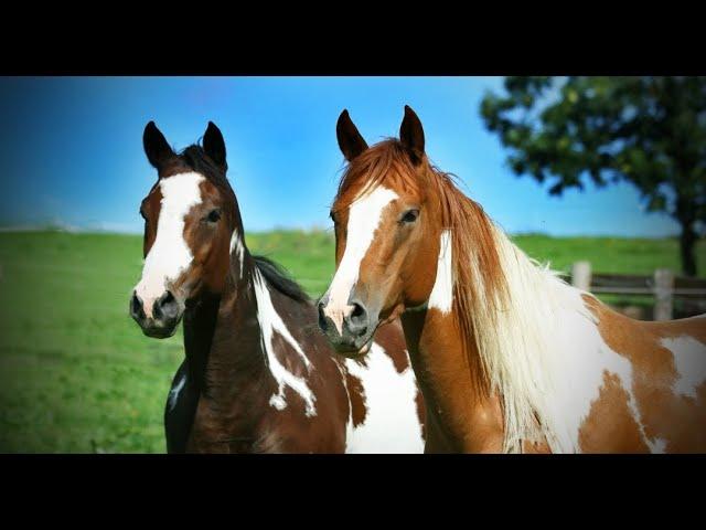 THE AMERICAN PAINT HORSE