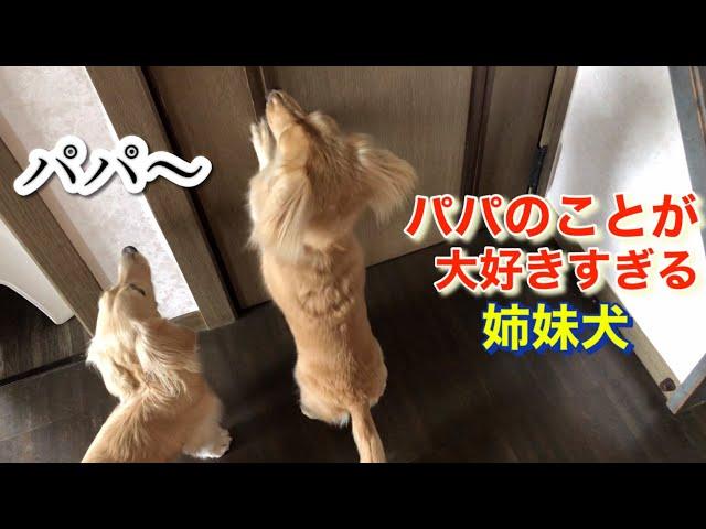 パパさんが大好き過ぎて後をついて回る姉妹犬【ミニチュアダックスフンド多頭飼い】