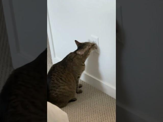 Perfectly Cut Screams Memes |Compilation