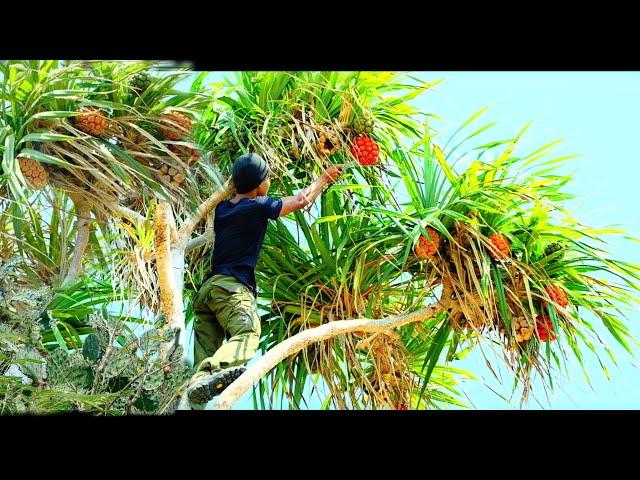 CAMPING DI TEPI LAUT PANEN BUAH KAKTUS BUAH PANDAN LAUT DAN MASAK KERANG