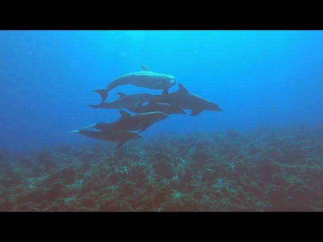 SCUBA Diving the area off of Seven Mile Beach, Negril, Jamaica, 2022