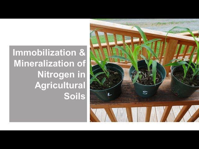 Immobilization and Mineralization of Nitrogen in Agricultural Soils