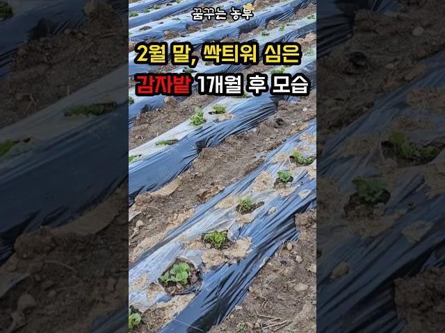 [꿈꾸는 농부] 2월 말, 싹틔워 심은 감자밭 1개월 후 모습 #감자재배 #꿈꾸는농부 #꿈꾸는 텃밭