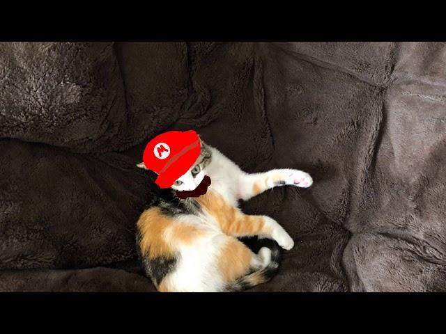 super cat odyssey