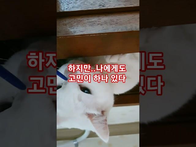초능력자의 비밀 #초능력 #secret  #귀여운고양이