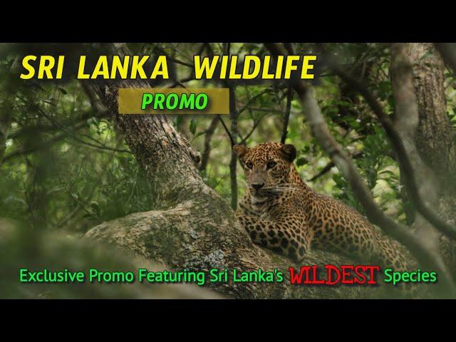 Sri Lanka Wildlife Promo | Sri Lanka Tourism (2018)