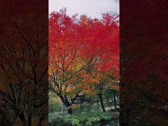  #tottori  #鳥取 #maple #紅葉 #japan #日本 #travel #旅遊 #autumn #秋天