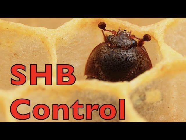 Possible New Hive Beetle Control