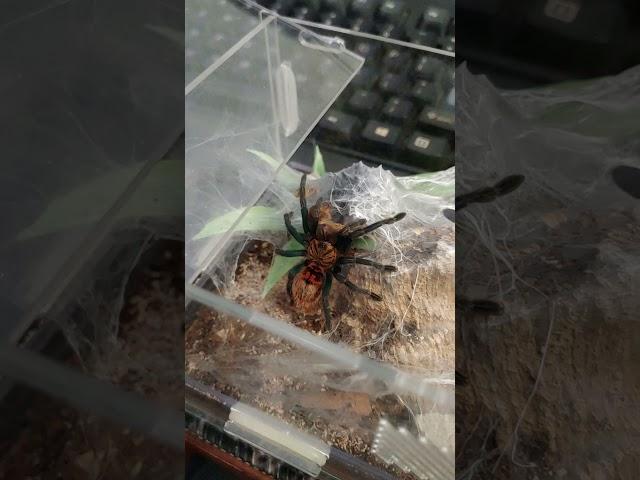 A Green Bottle Blue Tarantula Feeding (Chromatapelma cyaneopubescens)