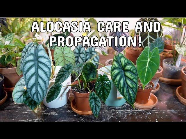 ALOCASIA CARE | Dormancy, Propagation By Division/Bulbs (With Results) And Plant Care