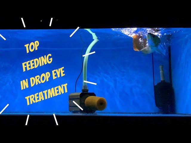 Arowana Top Jump-Feeding | Drop Eye Treatment (non-surgical / non-medicinal treatment method)