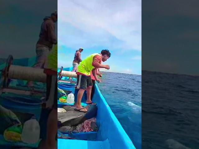 Pesca de tiburón