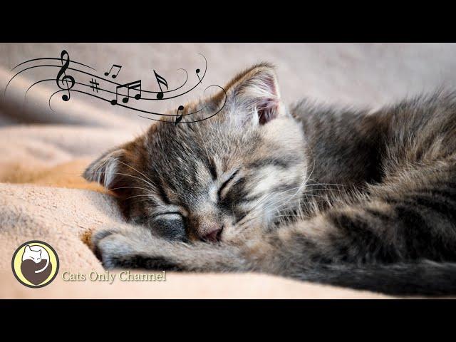 Cat Music - Relaxing Harp Music & Cat Purring Sounds / Stress Relief,  Anxiety Relief