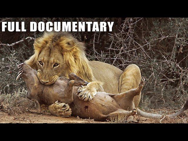 Most Ruthless Lion Attack Warthog For Dinner | Nature Animal Documentary