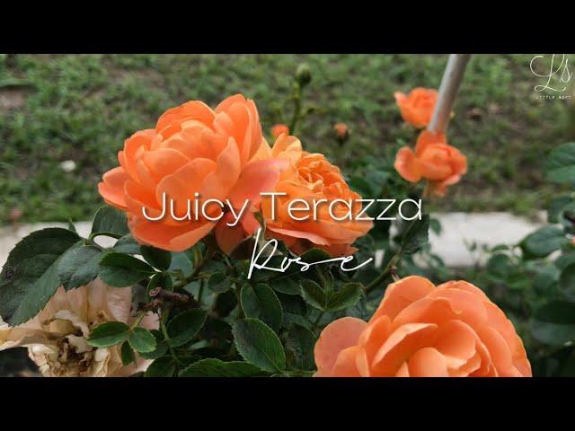 [Barakallahufik] JUICY TERAZZA ROSE IN MALAYSIA | Little Sqft